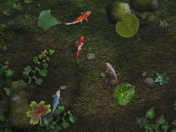 Water Koi Fish Pond LWP screenshot 2