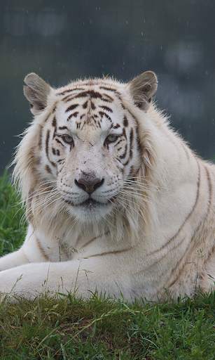 White Tiger Live Wallpaper (Backgrounds) 2 تصوير الشاشة