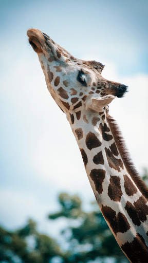 Cute Animal APUS Live Wallpaper screenshot 4