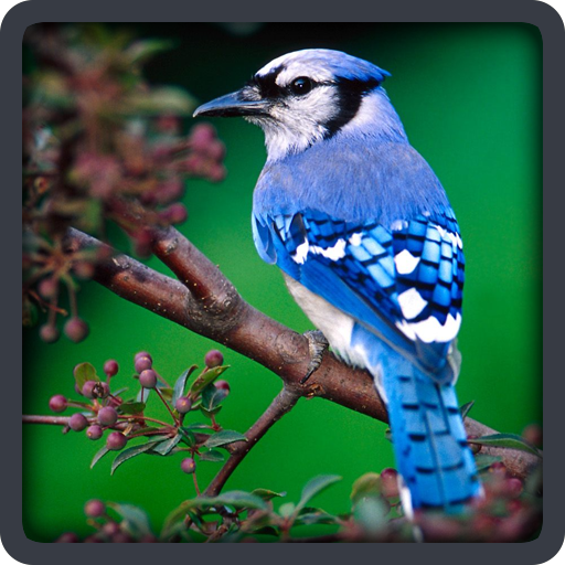 Baby learning Birds (Card) иконка