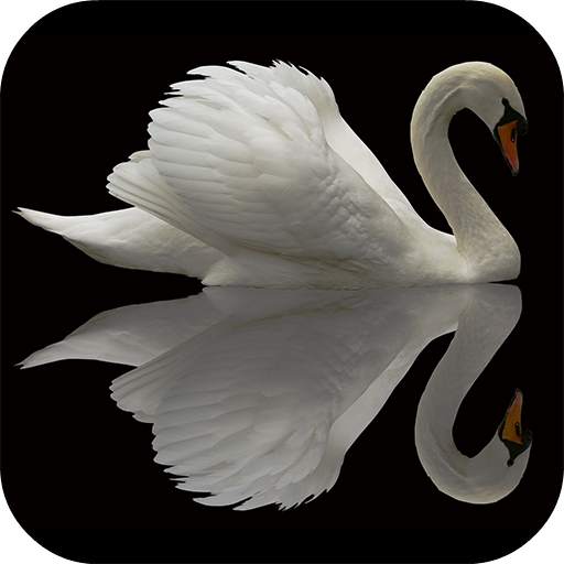 Swan Video Live Wallpaper 5.0