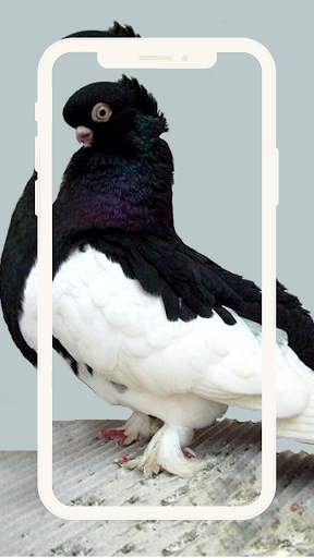 Birds Pigeon Wallpaper Beauty screenshot 2