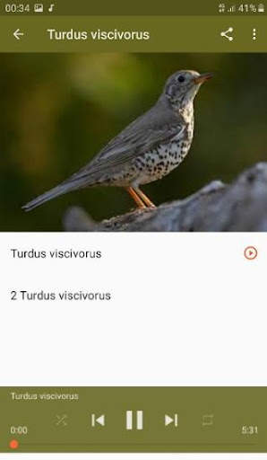 Song Thrush screenshot 3
