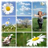 Pic Stitch Collage 1.0