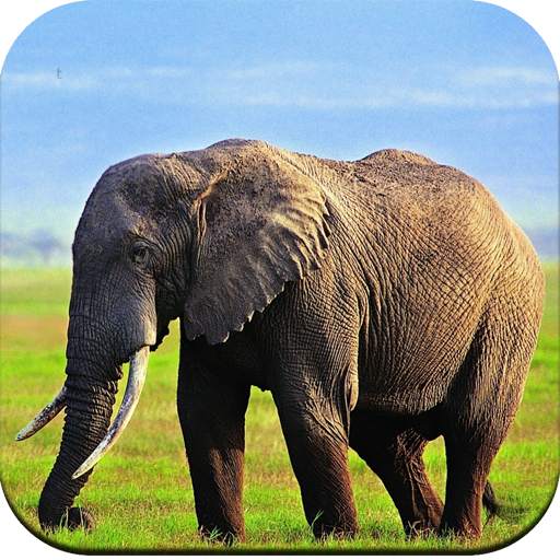 Elephant Wallpaper 1.02