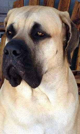 Mastiff Wallpaper screenshot 1