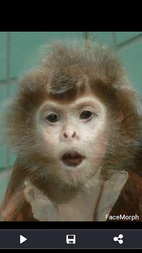 Face Morph screenshot 6