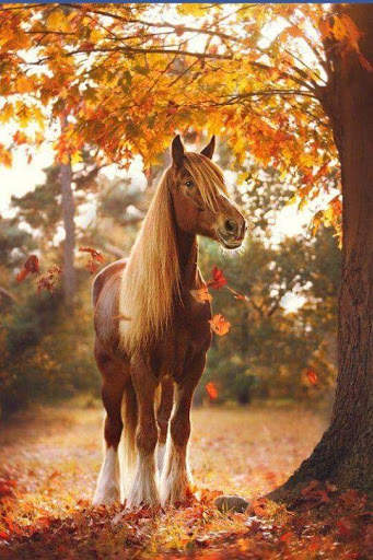 Horse  live wallpaper screenshot 5