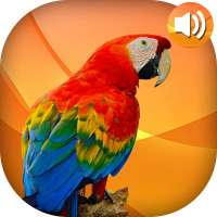 Animal Ringtones icon