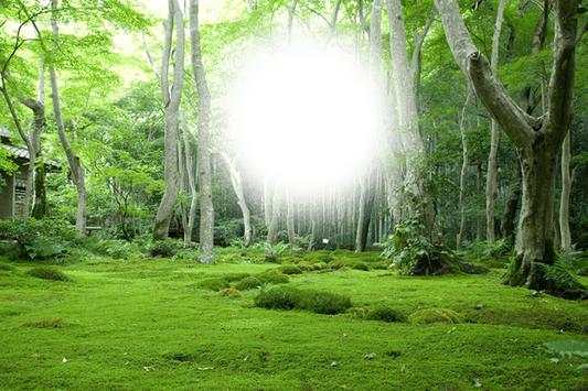 Forest Photo Frame 7 تصوير الشاشة