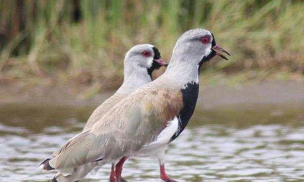Lapwing wallpapers screenshot 1