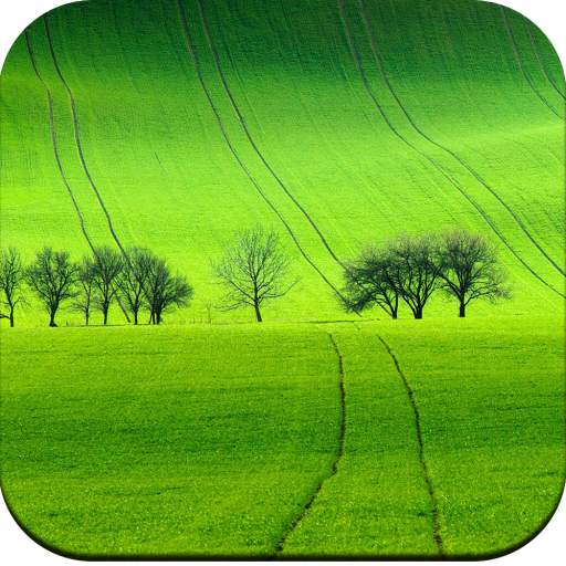Field Wallpaper 1.03