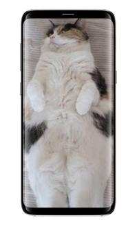 Cute Cats All Beauty Wallpaper screenshot 5
