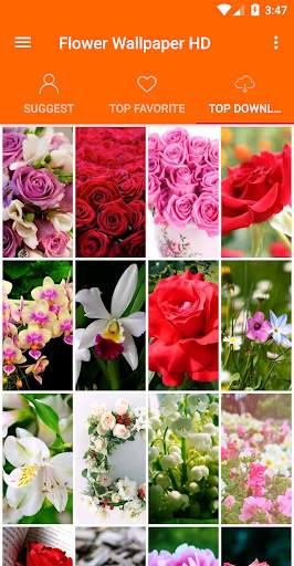 Flowers Wallpaper 4K screenshot 3