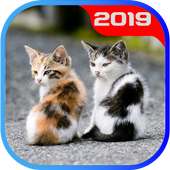 Cute Cat HD Wallpapers 4K