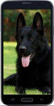 HD Amazing German Shepherd Wallpapers • Pets Dogs screenshot 1