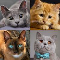 Cat breeds - Photo Quiz logo