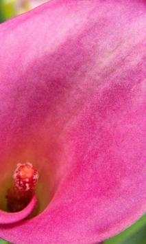 Gladiolus wallpapers screenshot 3