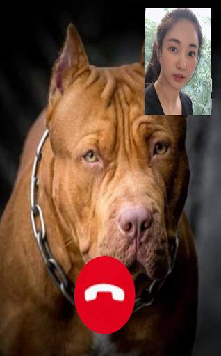 Pitbull Dog Call! Fake Video Call screenshot 1