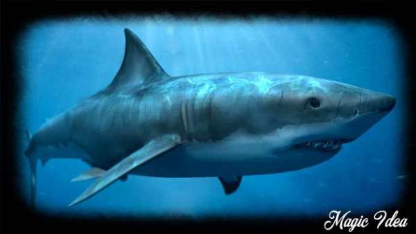 Megalodon Wallpaper screenshot 4
