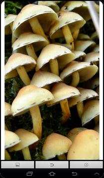 Mushroom Live Wallpaper screenshot 5