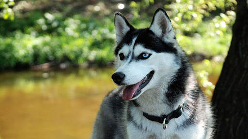Husky Wallpapers screenshot 3