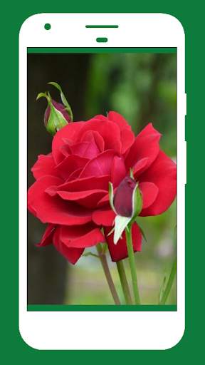 Rose Wallpapers screenshot 7