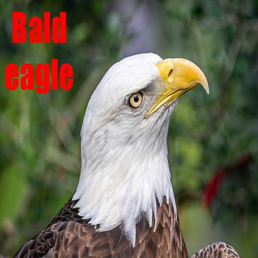 Bald eagle bird pictures 1.5
