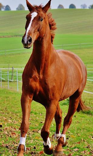 Horses Live Wallpaper (wallpapers & backgrounds) screenshot 1