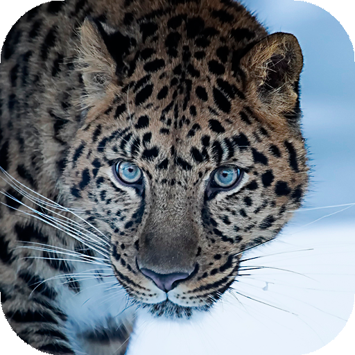 Animals Wallpapers | hd backgrounds icon