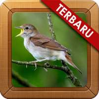 Sikatan Londo Mania Masteran on 9Apps
