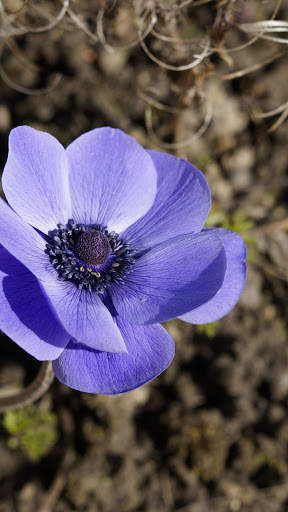 J2,J3,J5,J7 Samsung Flower Wallpapers screenshot 3