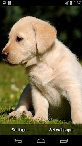 Labrador Live Wallpaper FREE screenshot 2