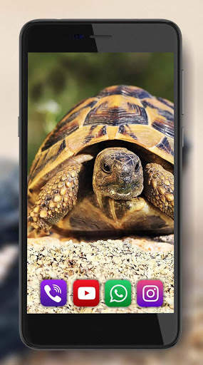 Turtles Best Live Wallpaper screenshot 6