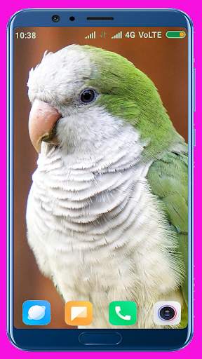 Parrot HD Wallpaper screenshot 6