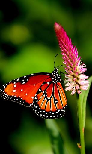 Butterfly Live Wallpaper (backgrounds) screenshot 3