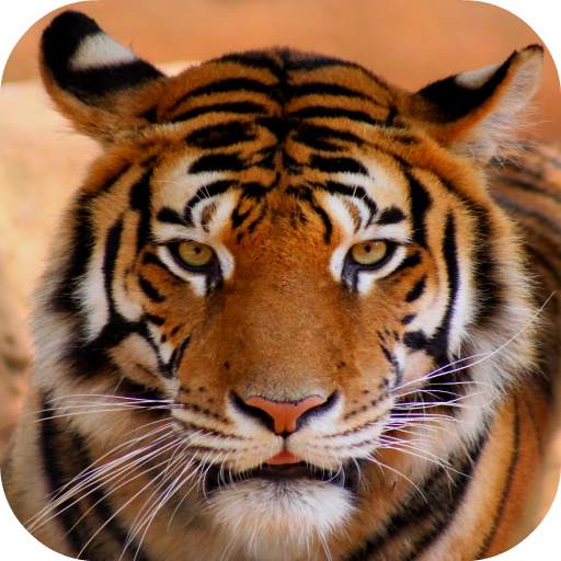 Tiger Sounds 2.0