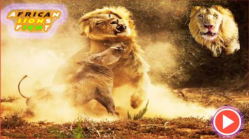 Pk African Lions Fight screenshot 3
