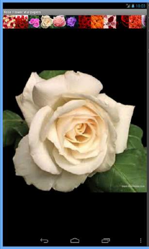 Rose Flowers Wallpaper screenshot 2
