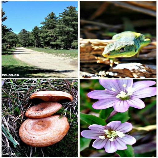 FONDOS DE PANTALLA: NATURALEZA Y SETAS icon