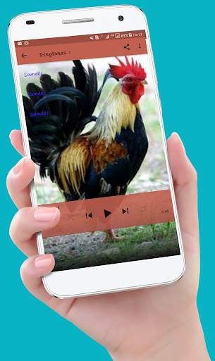 Chicken Ringtones screenshot 4