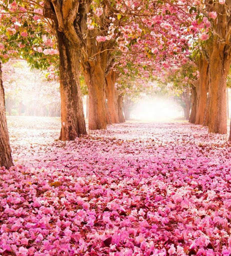 Autumn Wallpapers 7 تصوير الشاشة