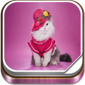 Cute Cat Live Wallpaper icon