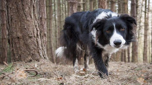 🐕 Border Collie Wallpapers – Cute Dog Wallpaper screenshot 5