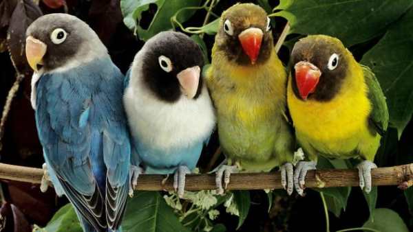 Birds. Live wallpaper स्क्रीनशॉट 3