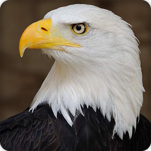 Eagle Sounds Ringtones 8.0