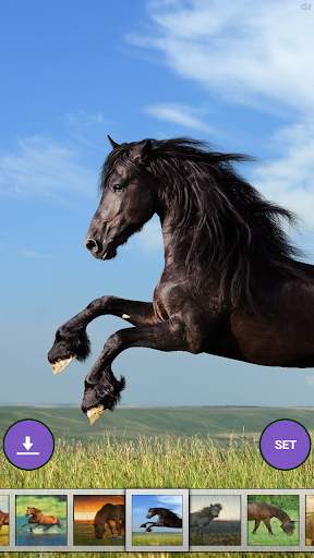 Horse Wallpaper HD screenshot 1