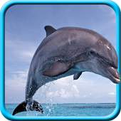 Dolphin Live Wallpaper 1.8