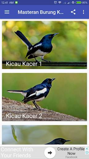 Kicau Burung Kacer screenshot 1