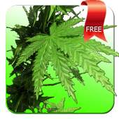 Weed 3D Live Wallpaper 1.2.1